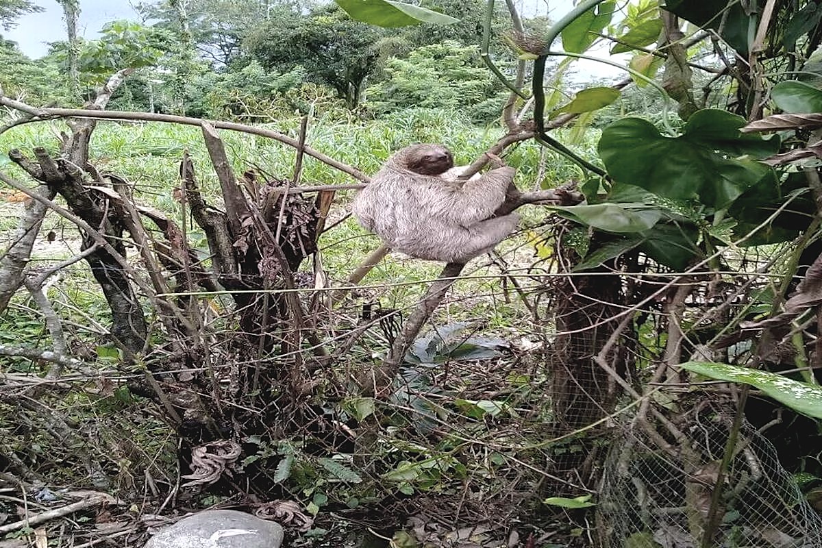 2 Parcelas Juntas, Colindantes, con Frente a Calle Río Danta, foto 3 de 5, Guápiles, Pococí, Costa Rica