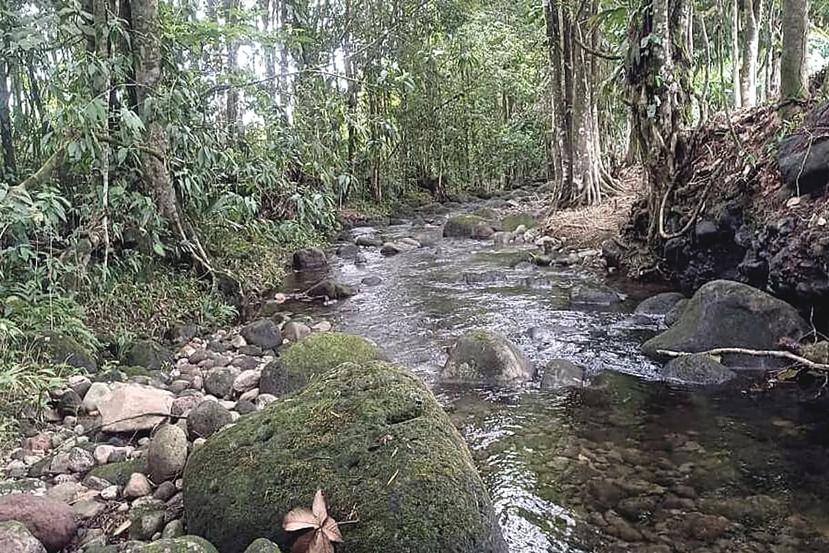 2 Parcelas Juntas, Colindantes, con Frente a Calle Río Danta, foto 4 de 5, Guápiles, Pococí, Costa Rica